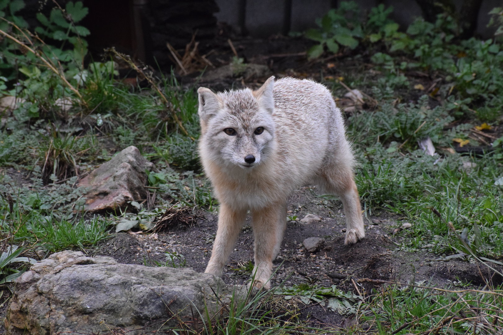 Corsac fox - October 2023