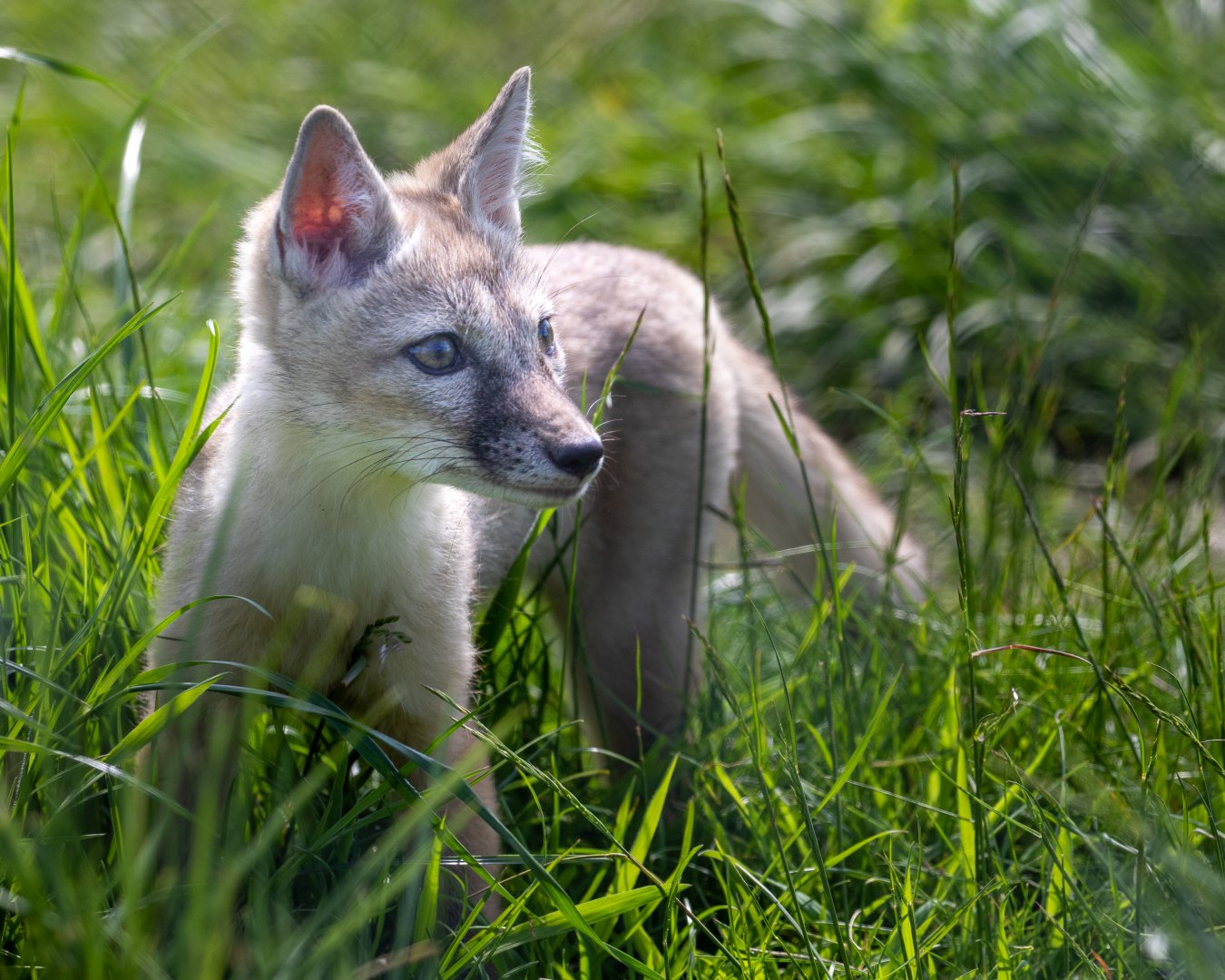 Corsac Fox Pup / Hamerton / 27-5-21