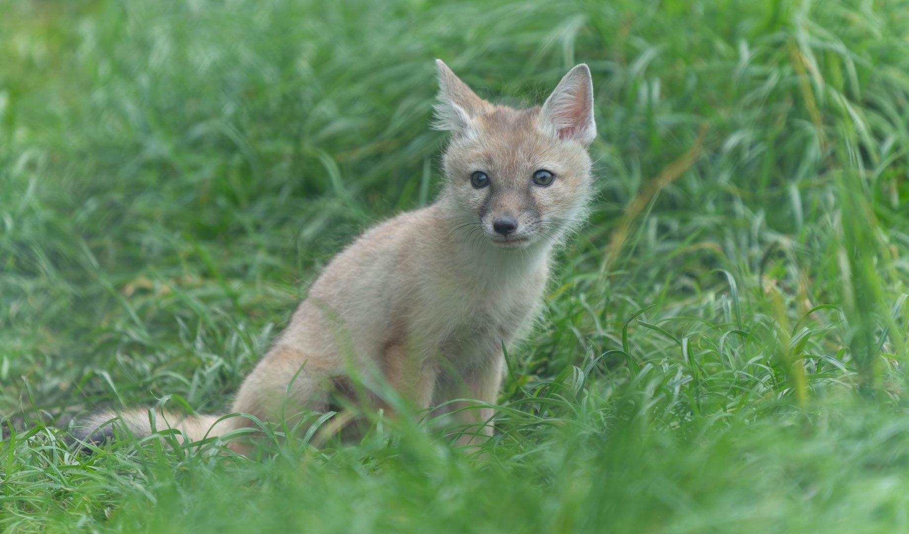 Corsac fox pup, Hamerton, UK