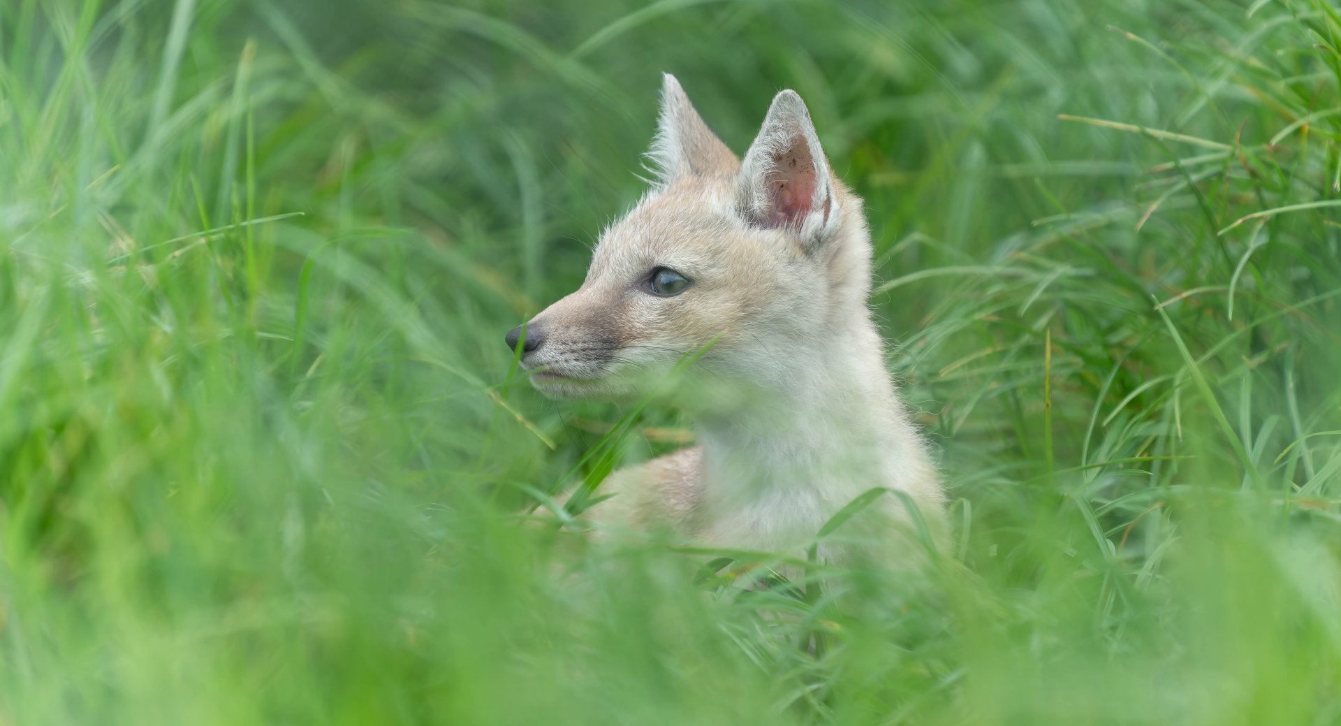 Corsac fox pup, Hamerton, UK