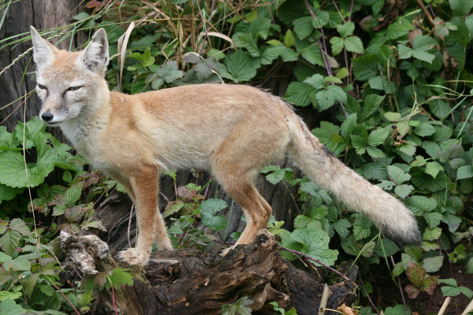 Corsac fox; Saarbrucken Zoo; 7th September 2010