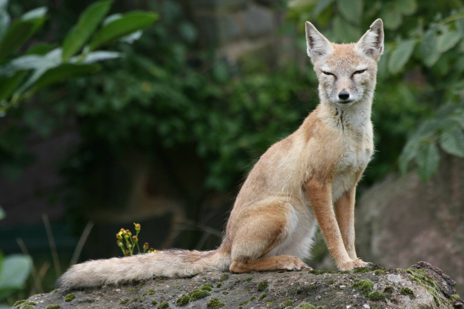Corsac fox; Saarbrucken Zoo; 7th September 2010