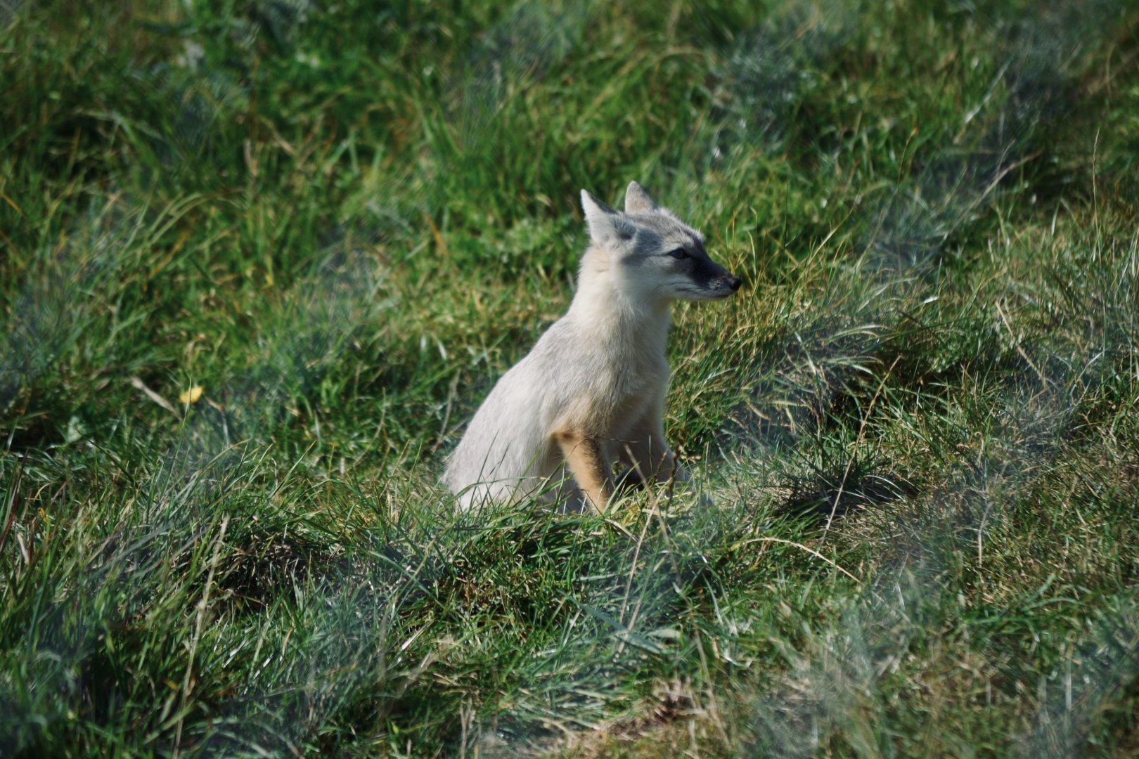 Corsac Fox - September 2020