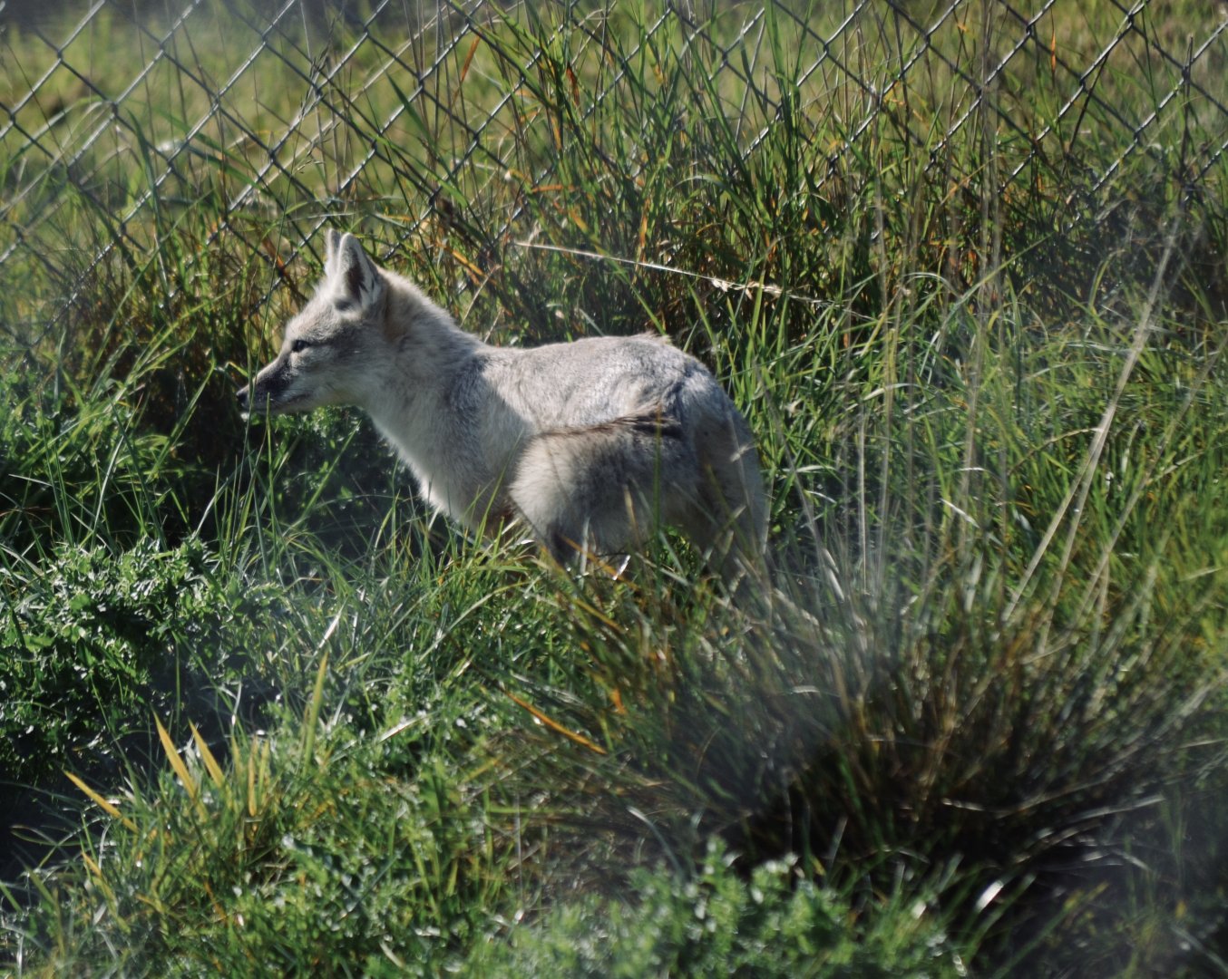 Corsac Fox - September 2020