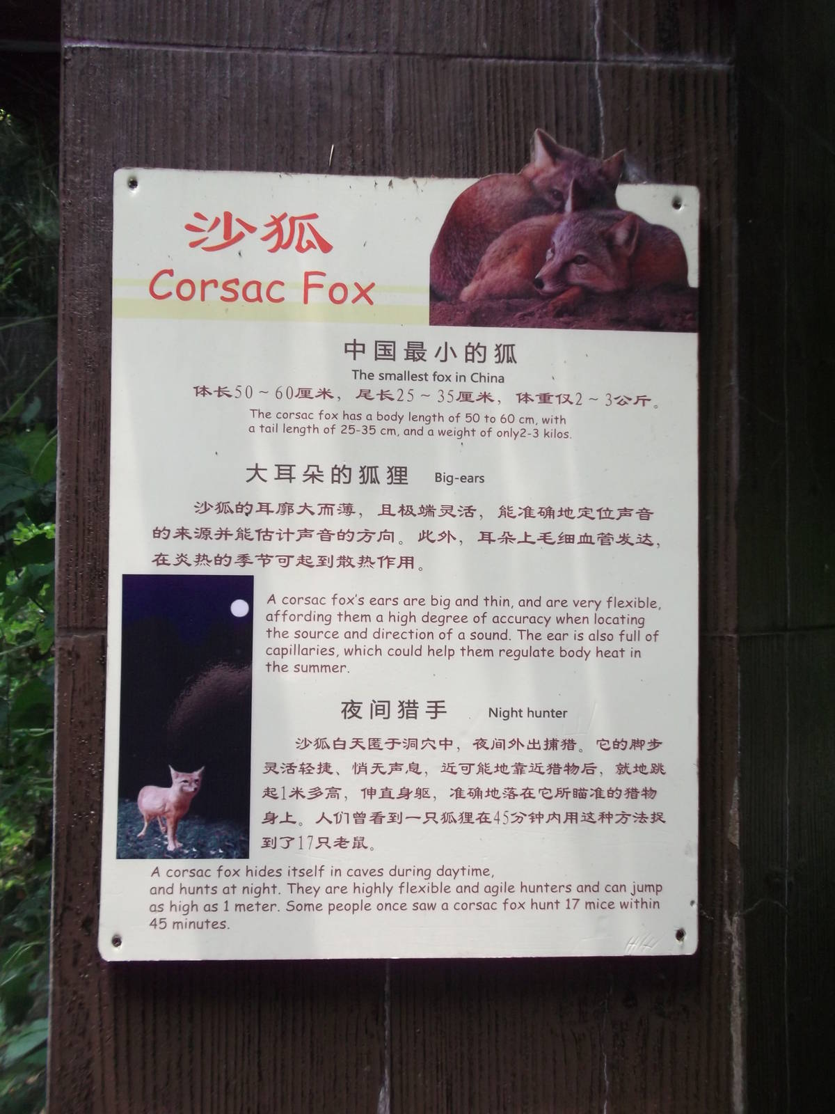 Corsac Fox sign
