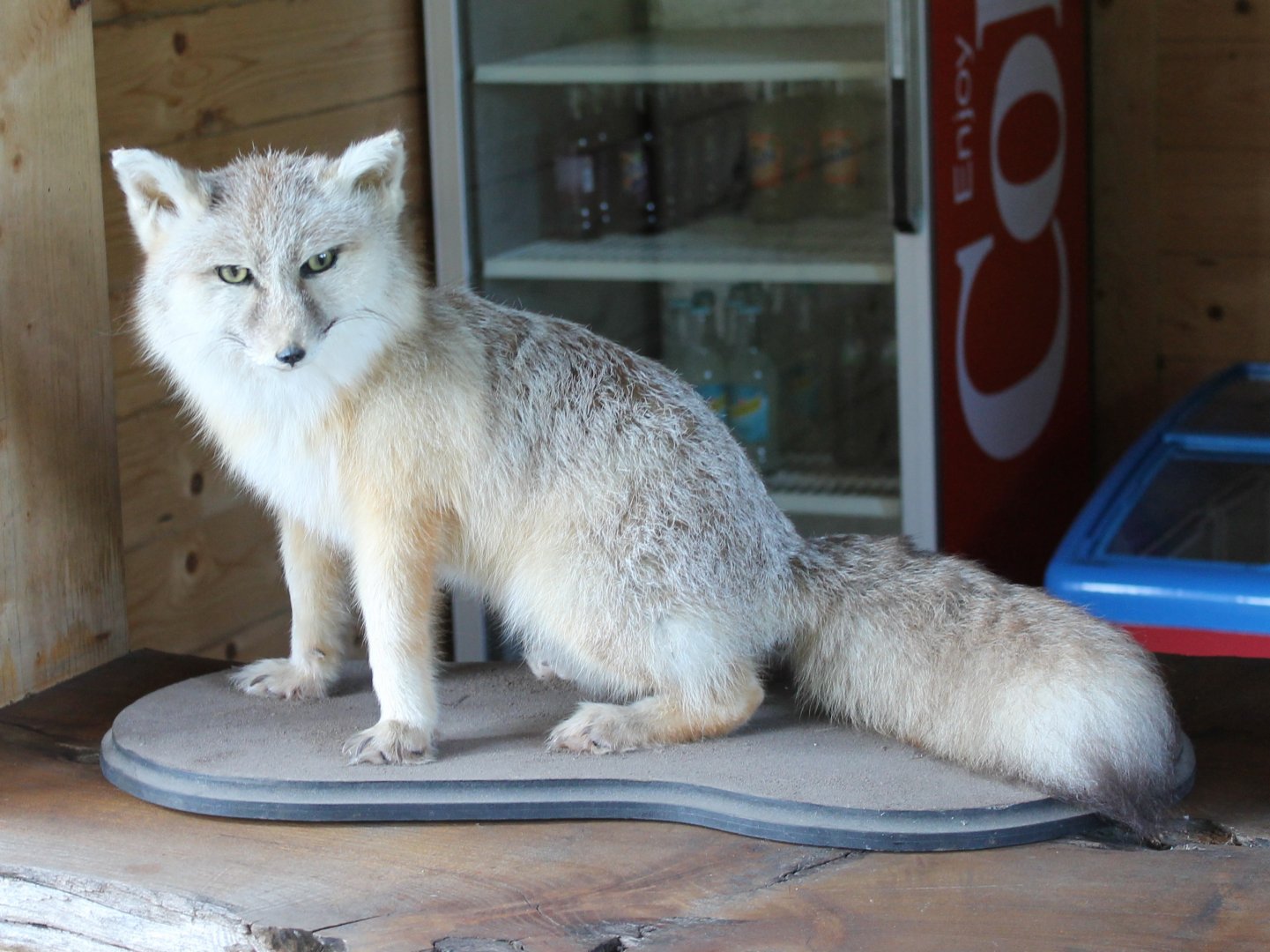 Corsac fox-specimen