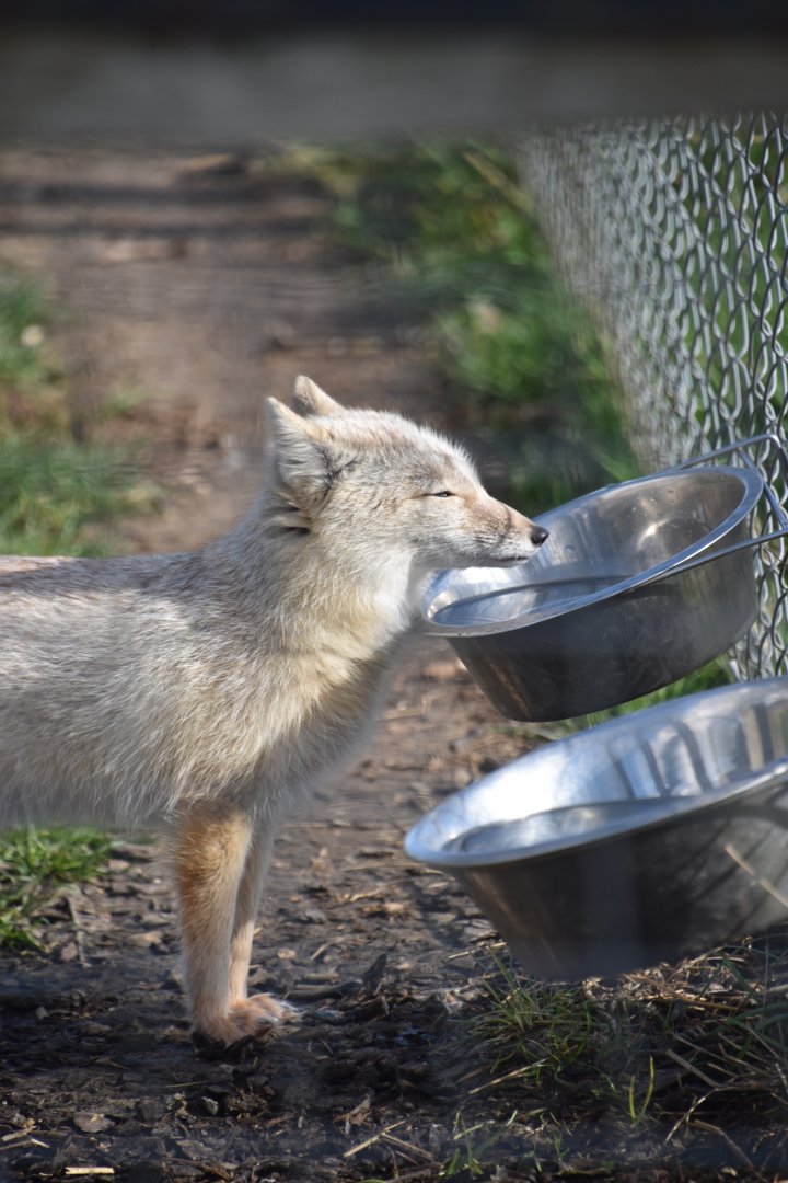 Corsac fox, Vulpes corsac (14/03)