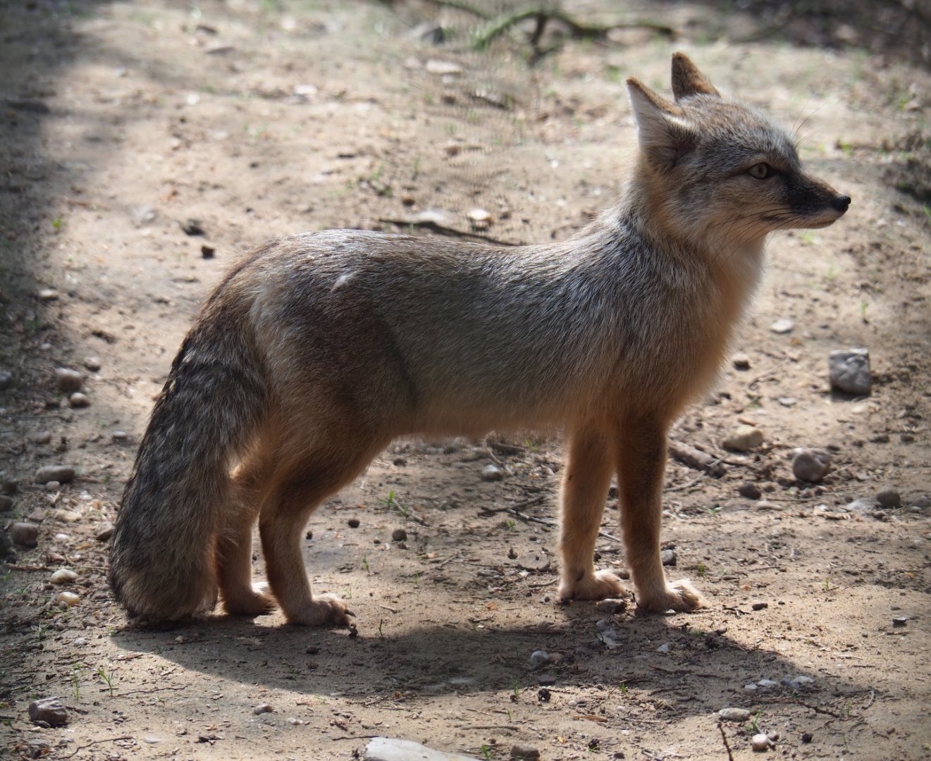 Corsac fox (Vulpes corsac), 2019-04-06
