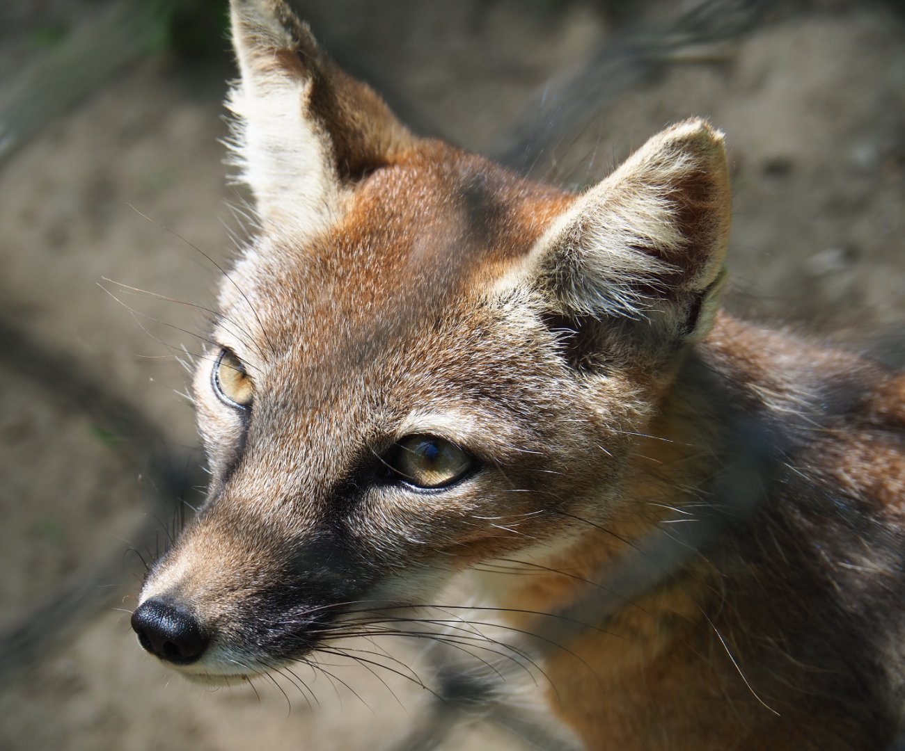 Corsac fox (Vulpes corsac), 2019-06-01