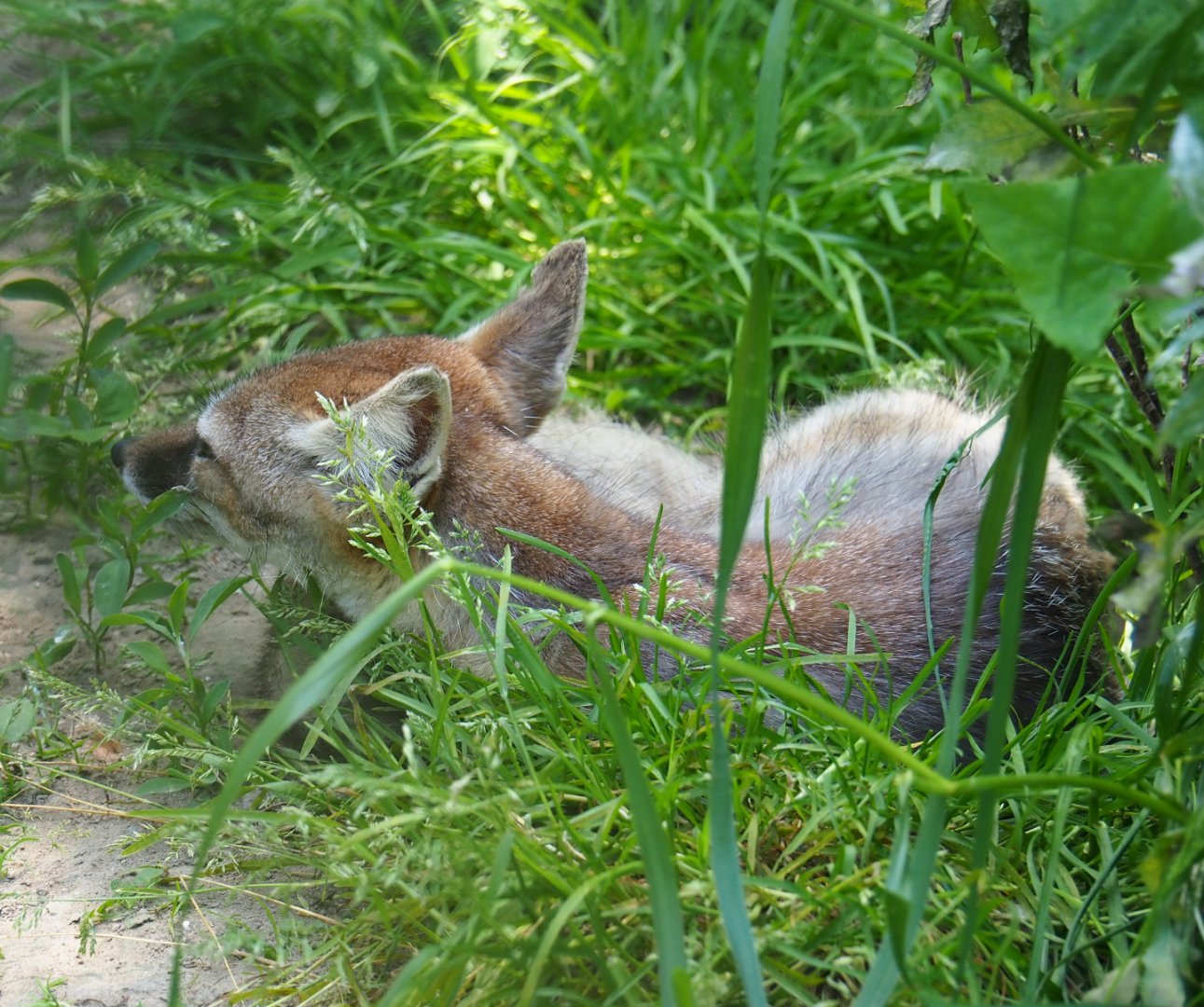 Corsac fox (Vulpes corsac), 2019-06-01