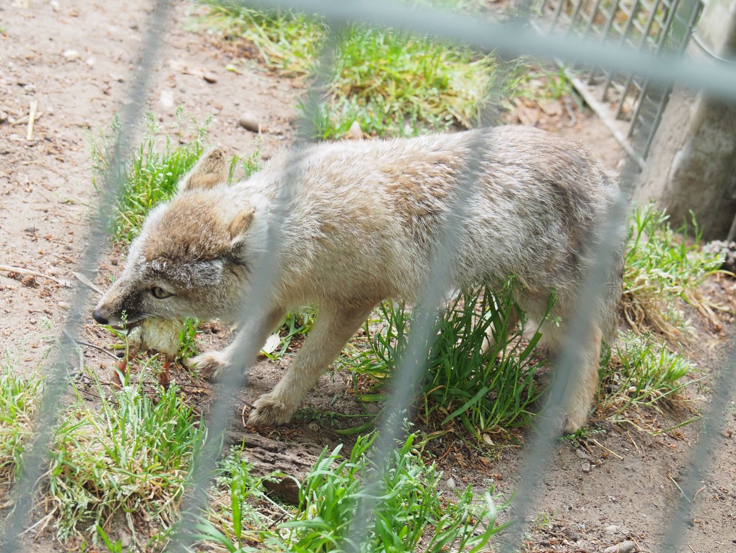 Corsac fox (Vulpes corsac), 2022-05-17