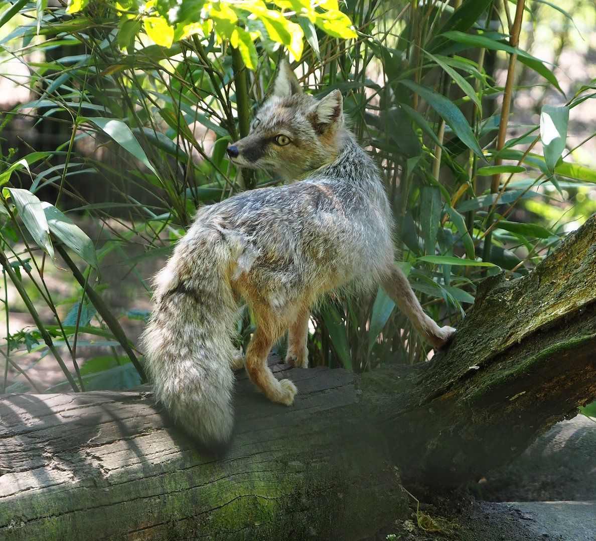 Corsac fox (Vulpes corsac), 2023-05-31