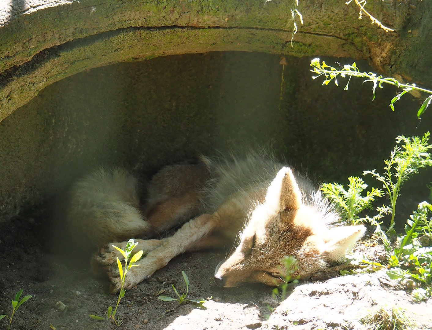 Corsac fox (Vulpes corsac), 2023-05-31