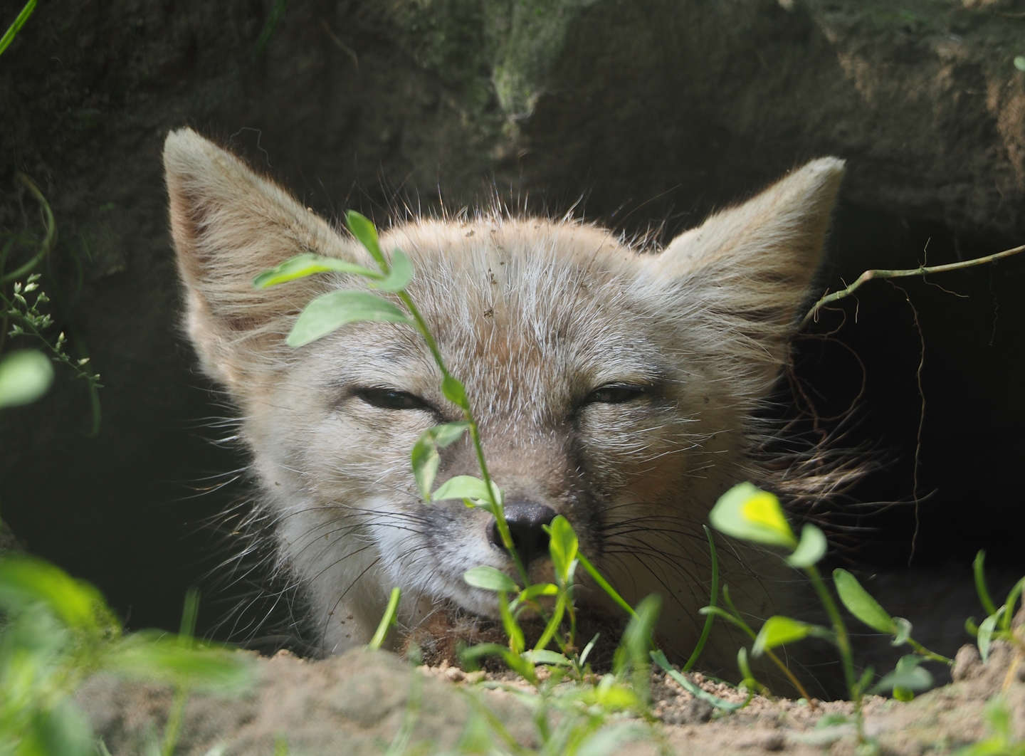 Corsac fox (Vulpes corsac), 2024-05-11