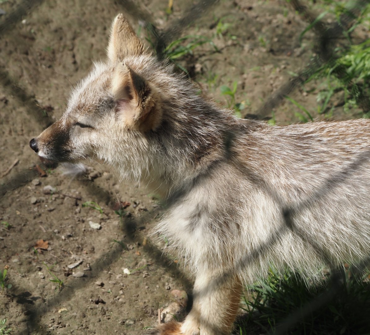 Corsac fox (Vulpes corsac), 2024-05-11