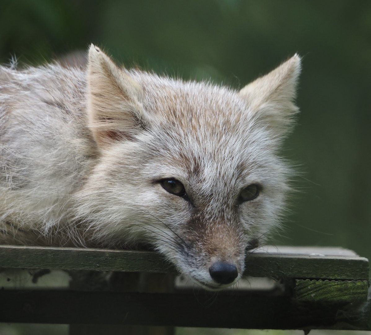 Corsac fox (Vulpes corsac), 2024-05-11