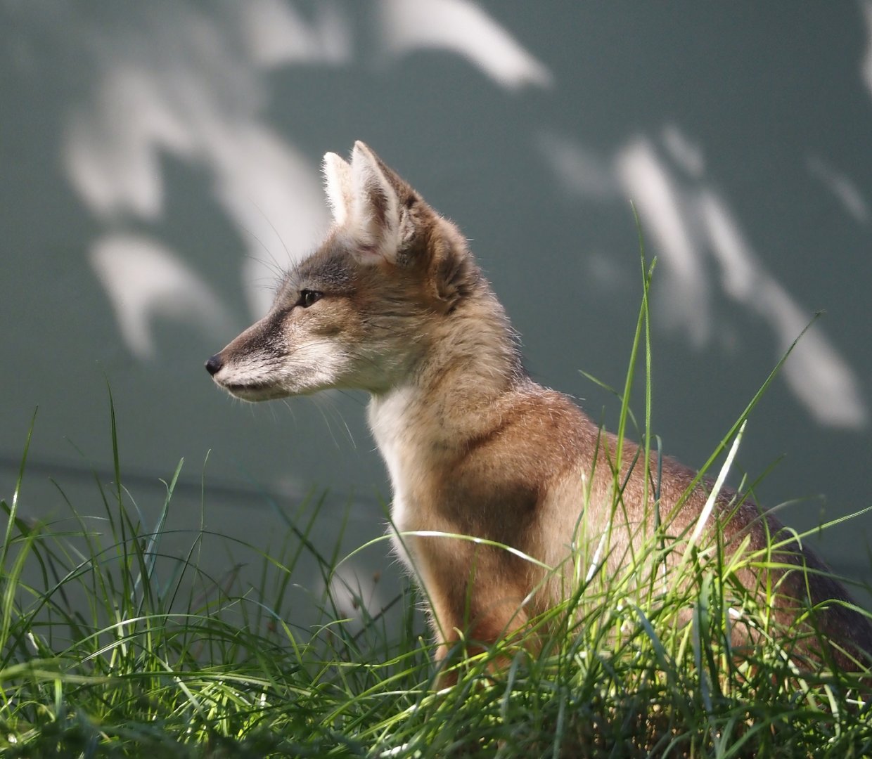 Corsac fox (Vulpes corsac), 2024-09-17