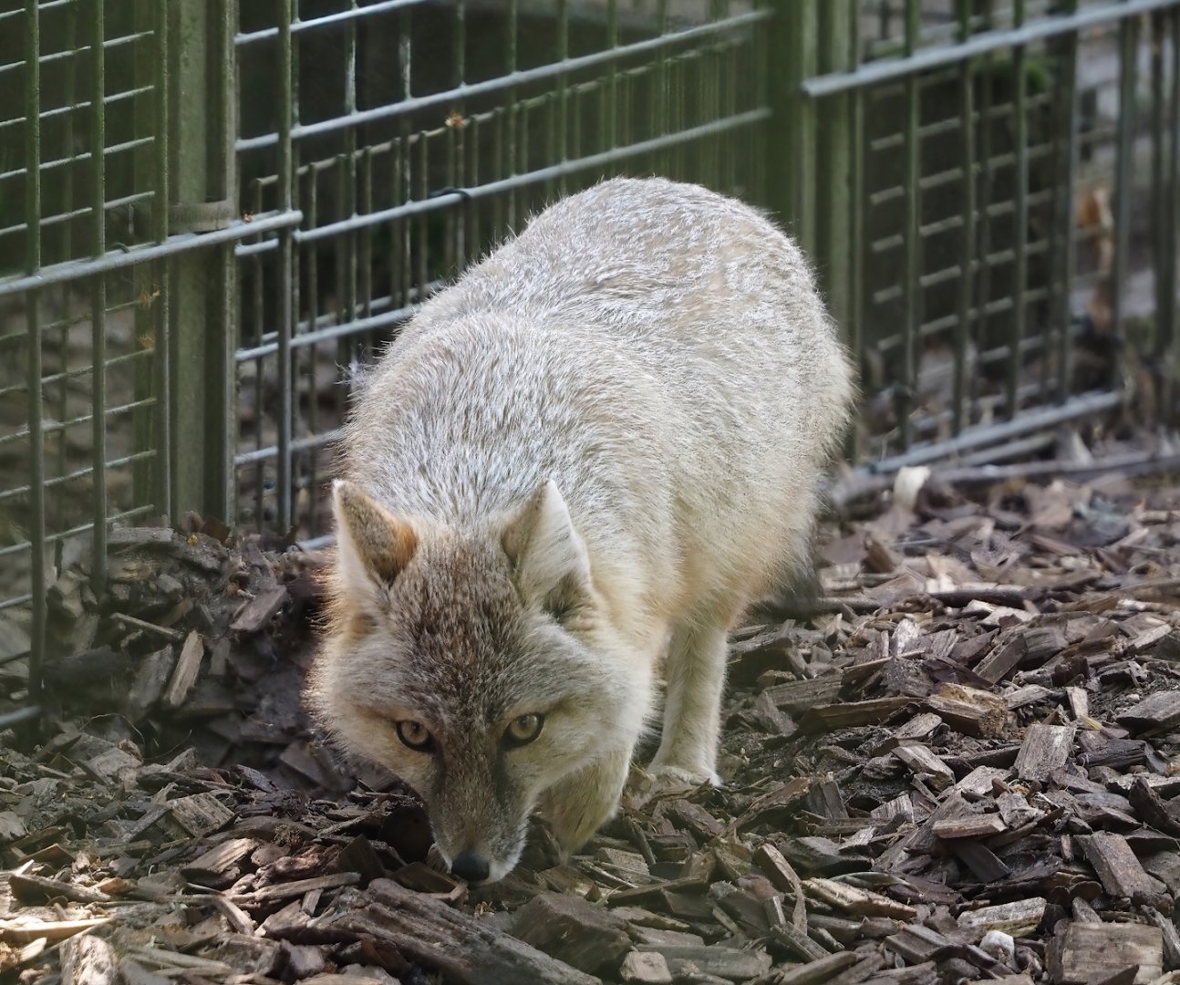 Corsac fox (Vulpes corsac), 2025-04-12