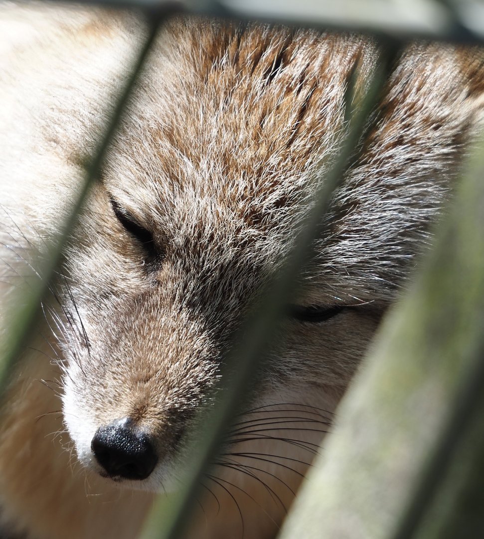 Corsac fox (Vulpes corsac), 2025-04-12