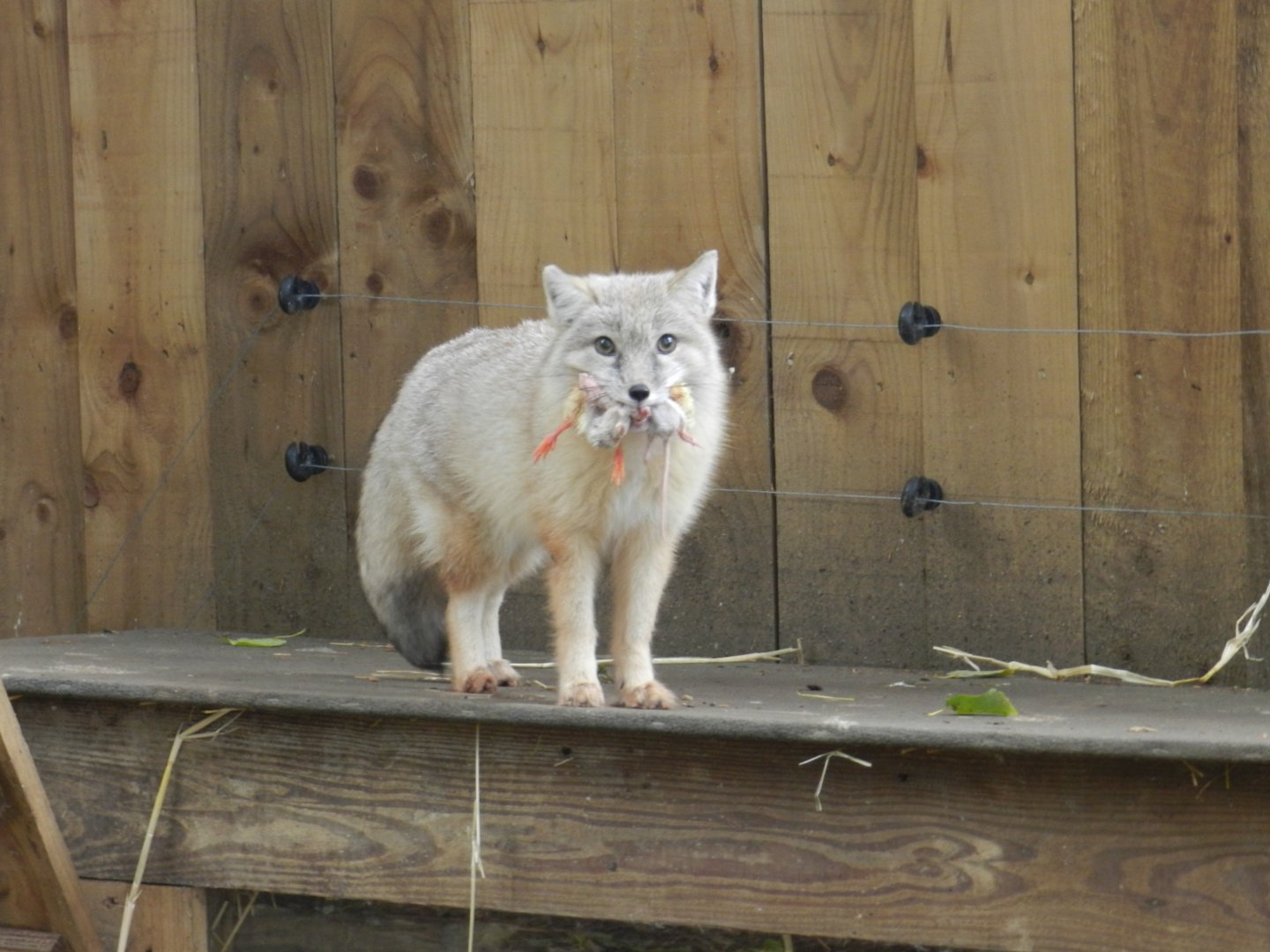 Corsac Fox (Vulpes corsac) at Ventura Wildlife Park, England