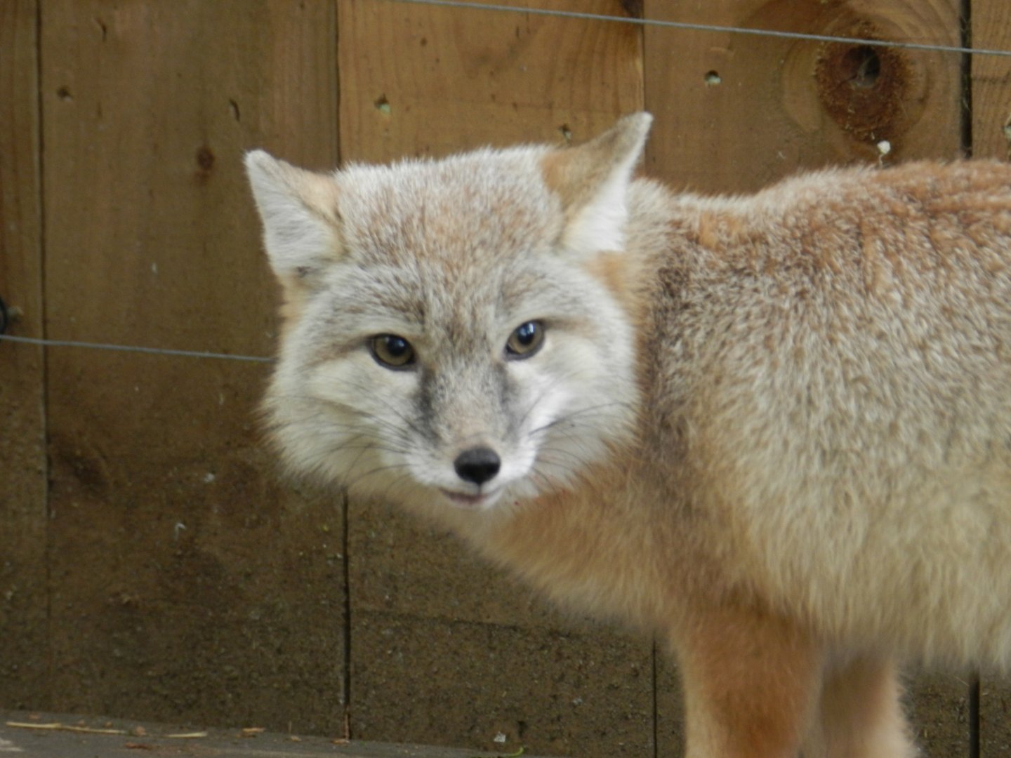 Corsac Fox (Vulpes corsac) at Ventura Wildlife Park, England