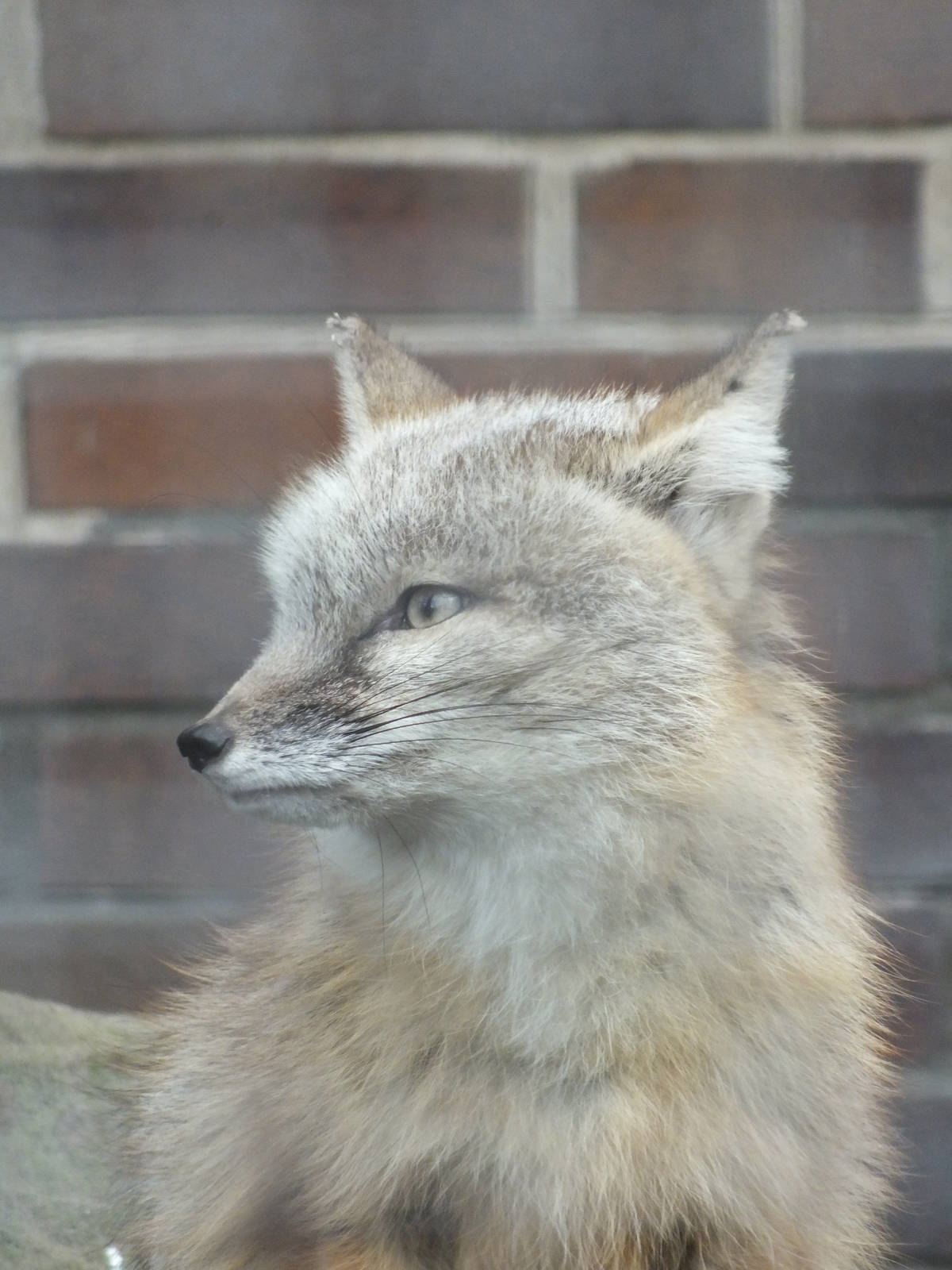 Corsac Fox (Vulpes corsac) at Zoo Berlin - April 4th 2014