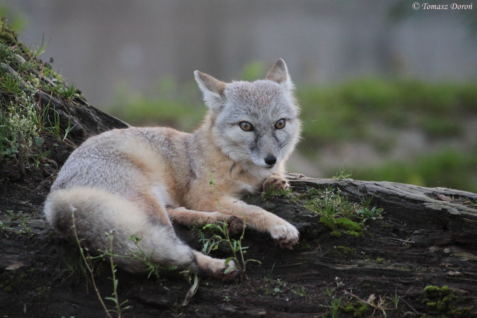 Corsac Fox (Vulpes corsac), October 2014