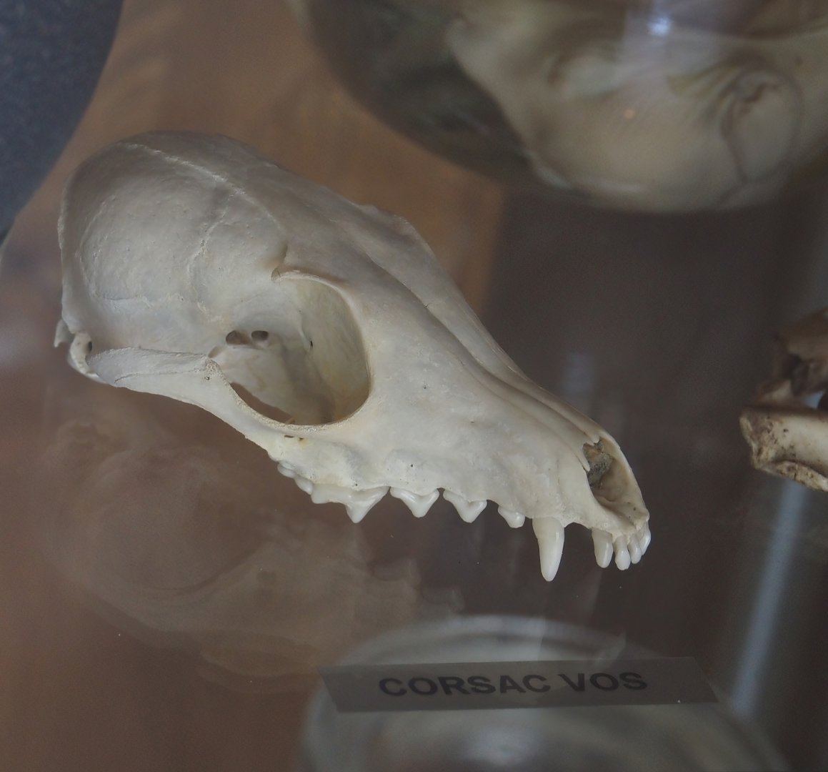 Corsac fox (Vulpes corsac) skull, 2024-05-11