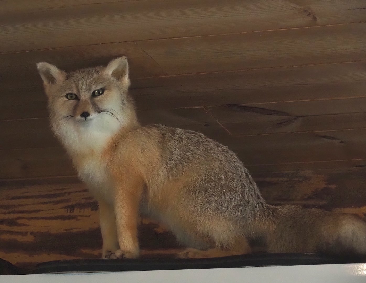 Corsac fox (Vulpes corsac) taxidermy specimen, 2024-04-14