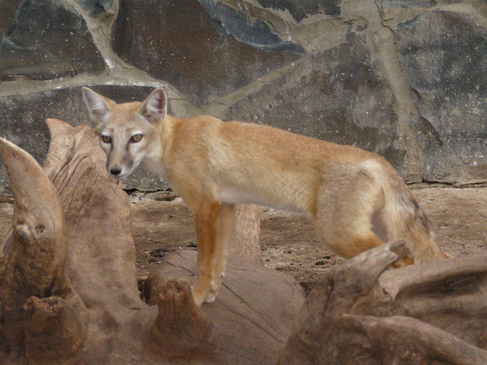 Corsac fox/ Vulpes corsac
