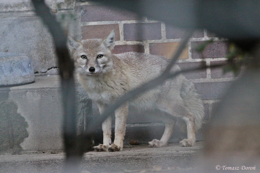 Corsac Fox (Vulpes corsac)