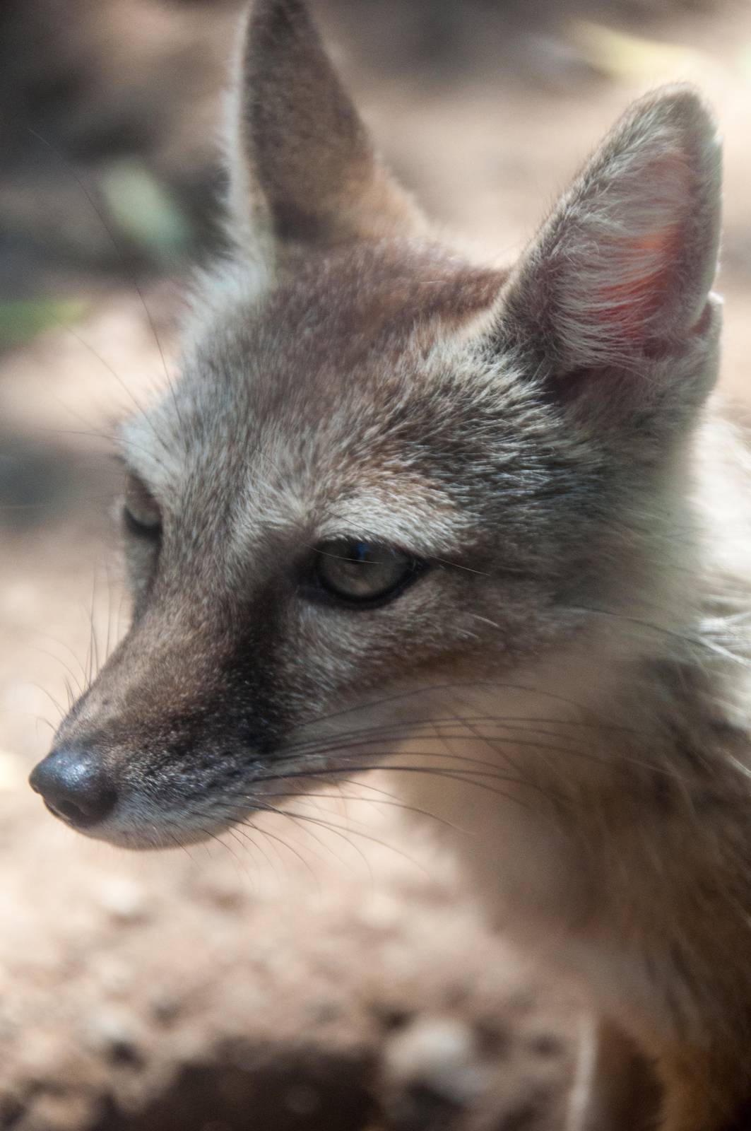Corsac Fox - Vulpes corsac