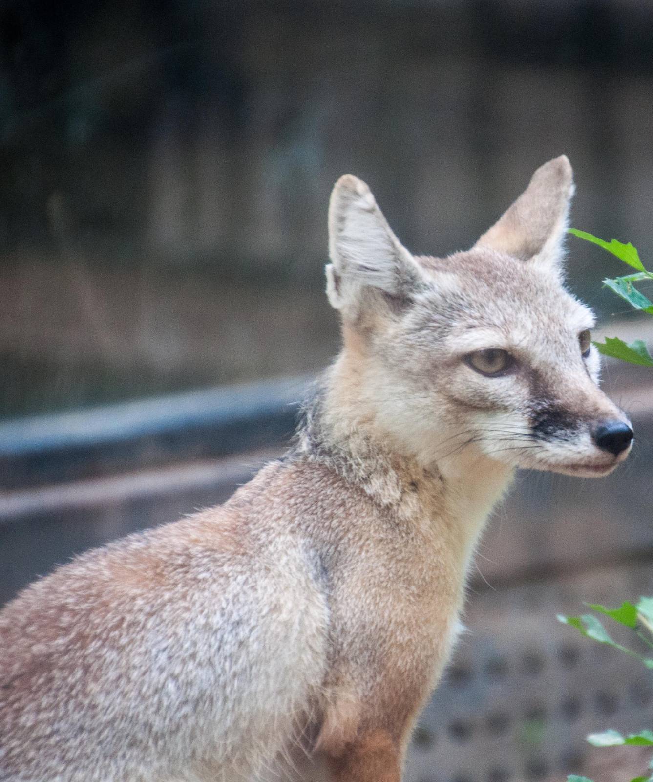 Corsac Fox - Vulpes corsac