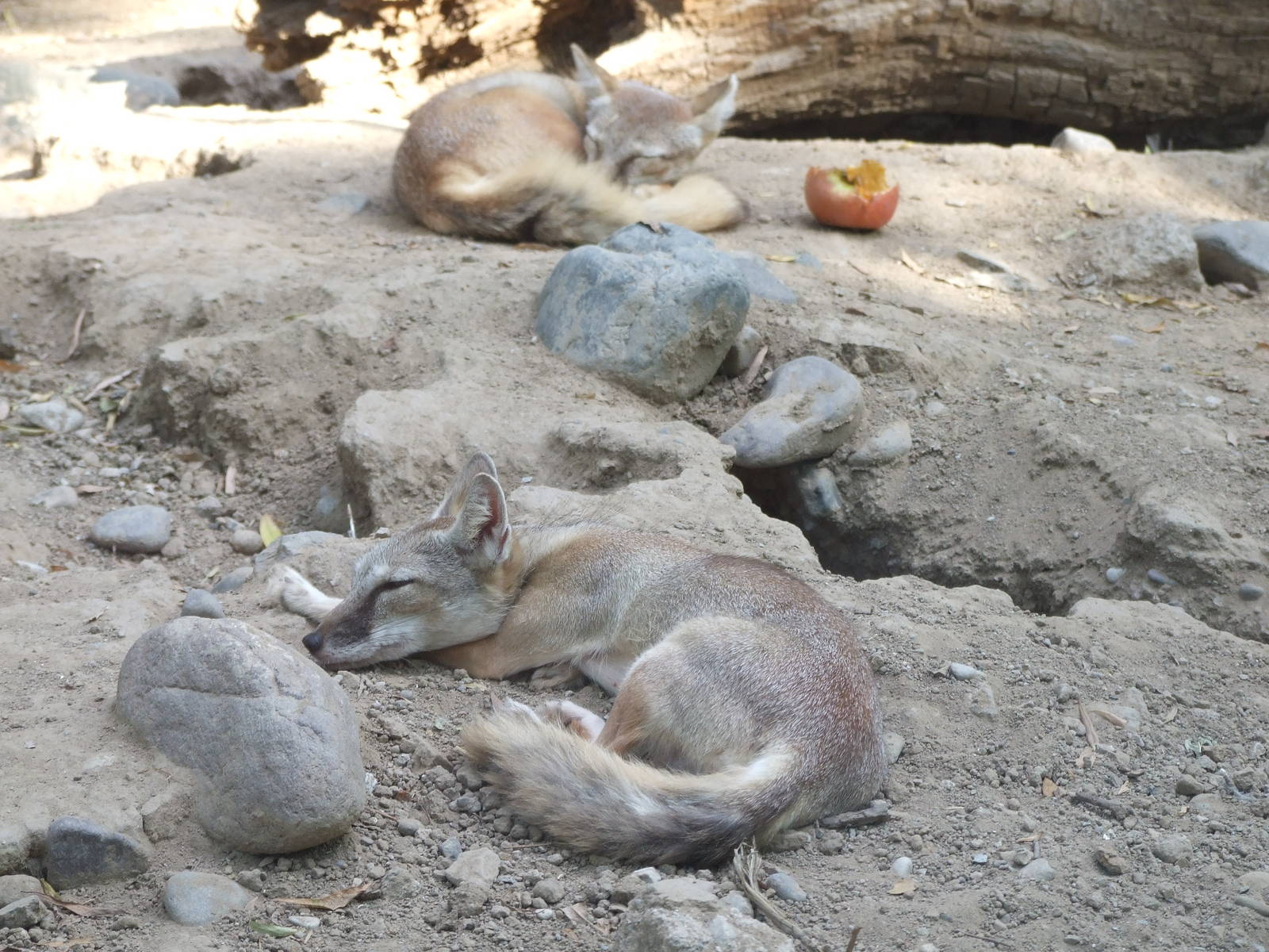 Corsac fox (Vulpes corsac)