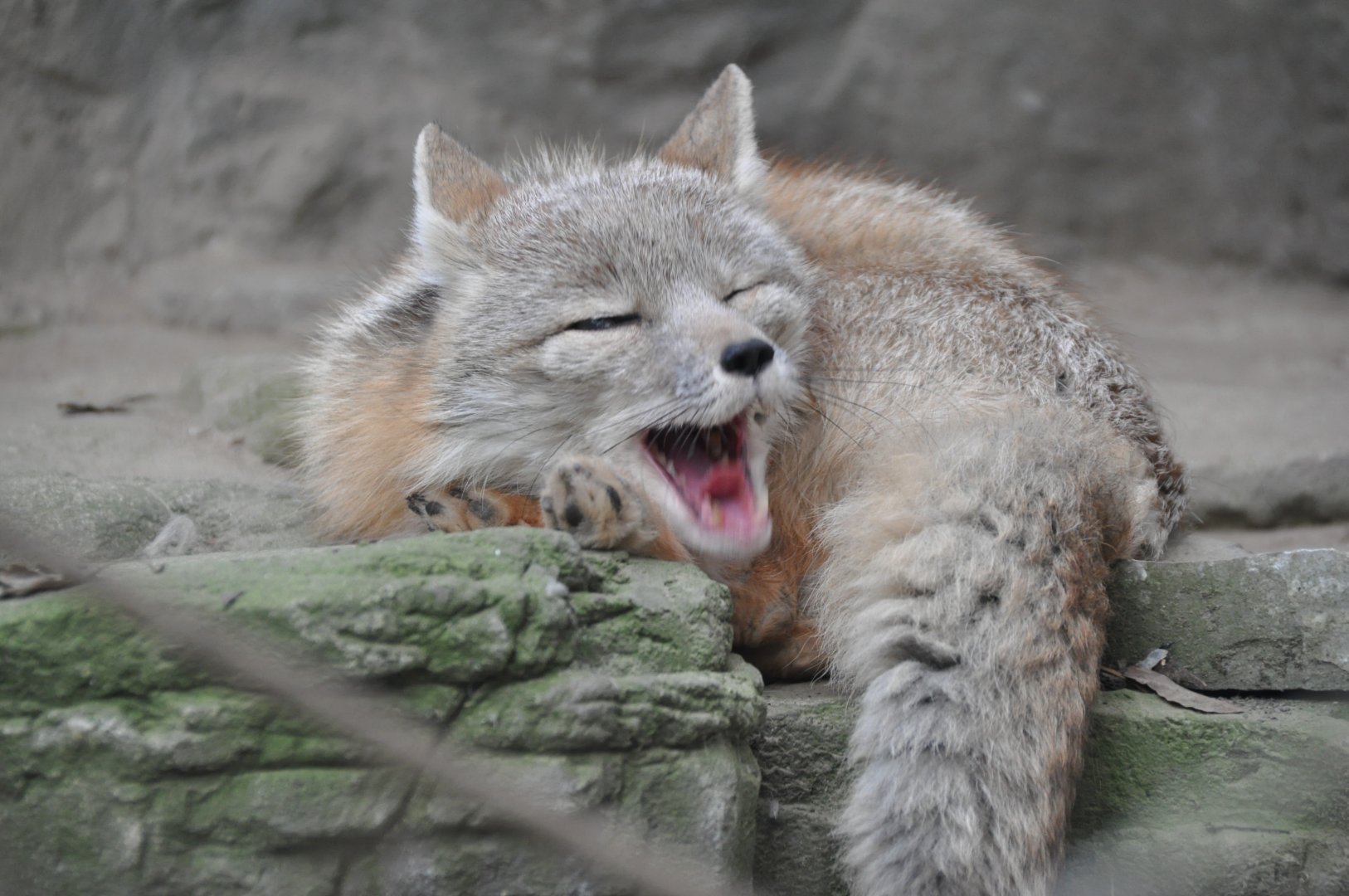 Corsac fox / Vulpes corsac