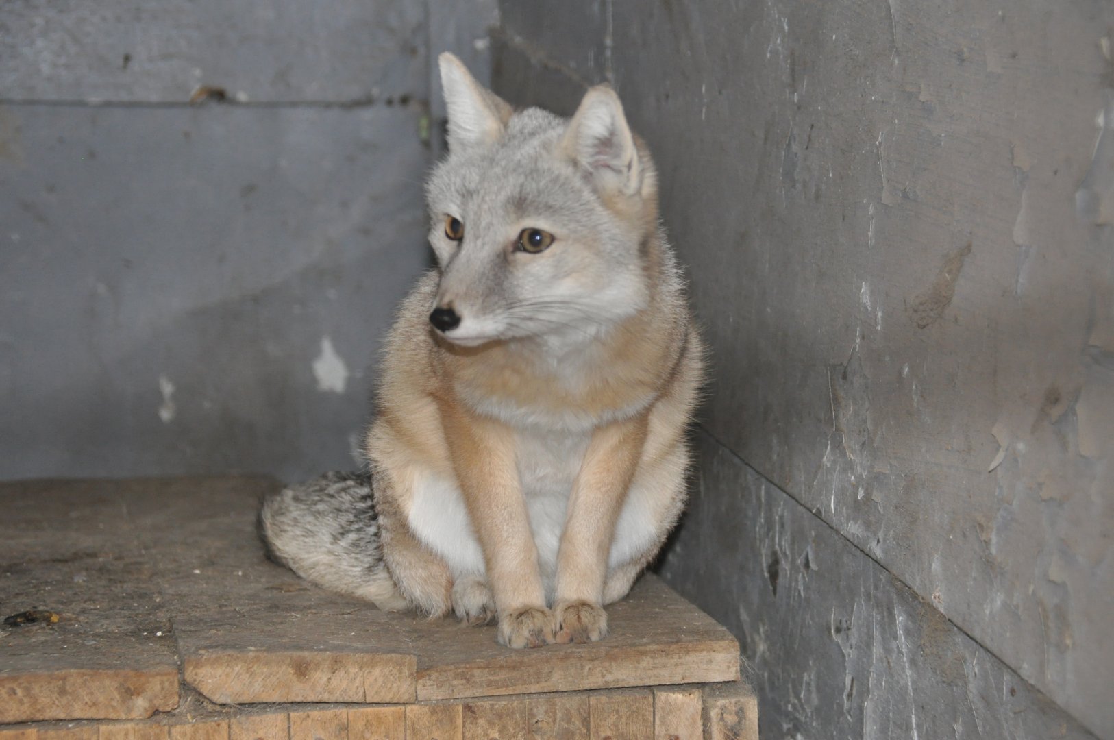 Corsac fox/ Vulpes corsac