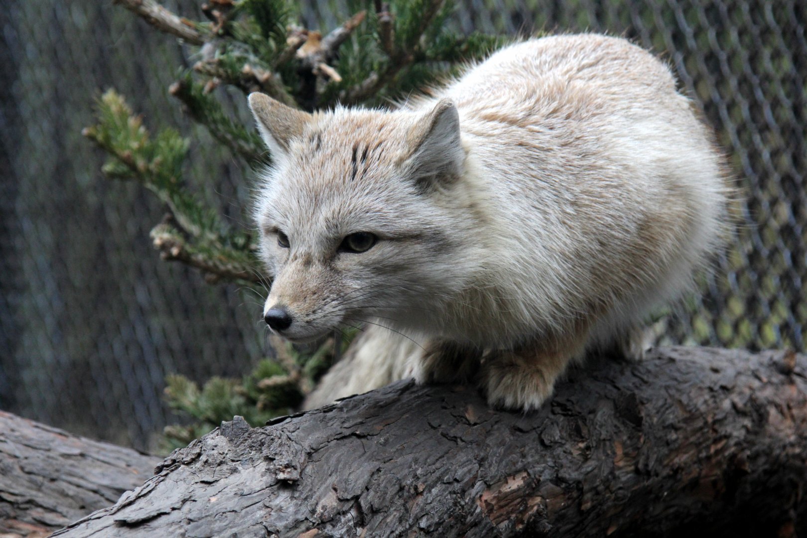 Corsac fox (Vulpes corsac)