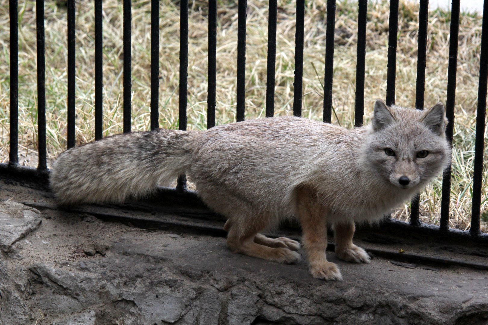 Corsac fox (Vulpes corsac)