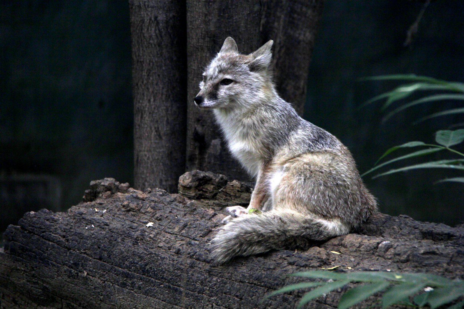 corsac fox (Vulpes corsac)