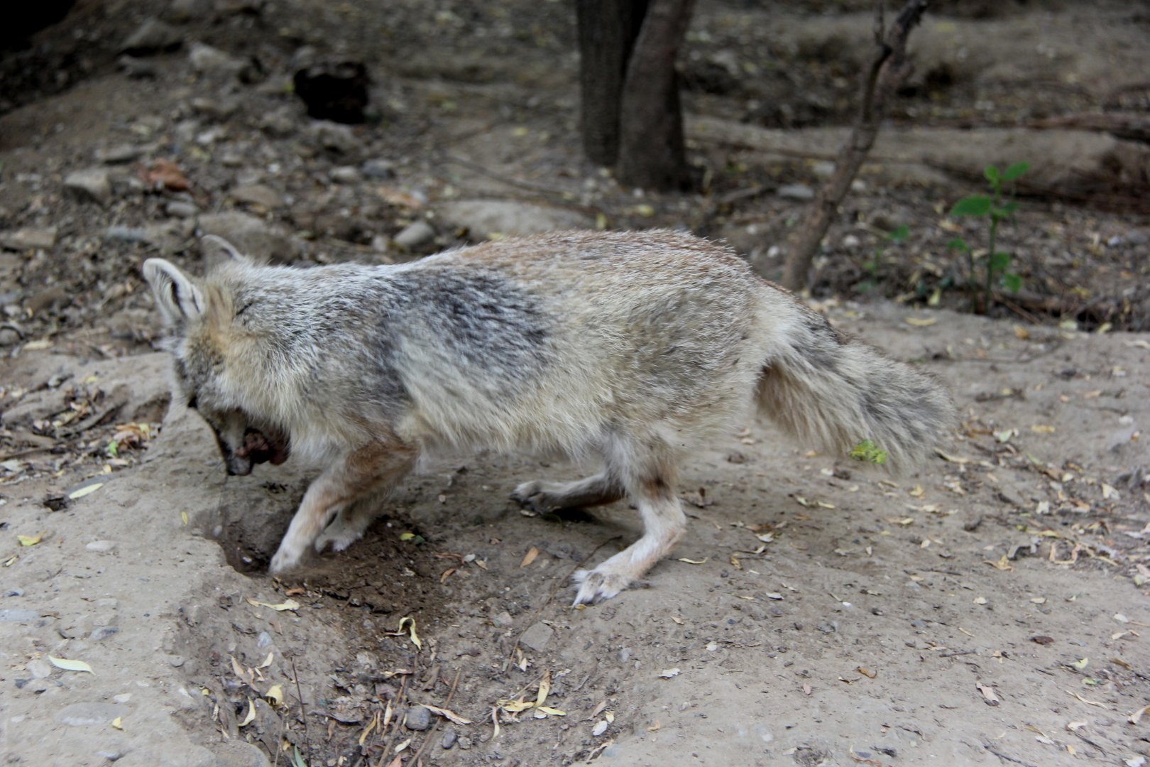 corsac fox (Vulpes corsac)