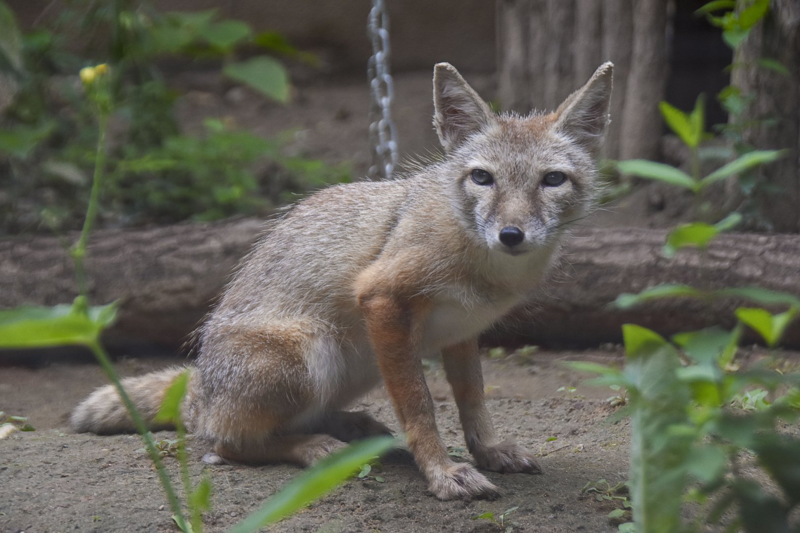 Corsac fox（ Vulpes corsac）