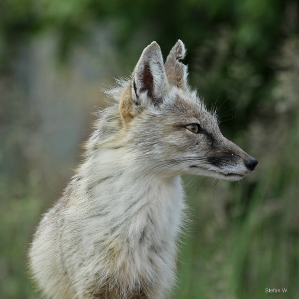 corsac fox (Vulpes corsac)