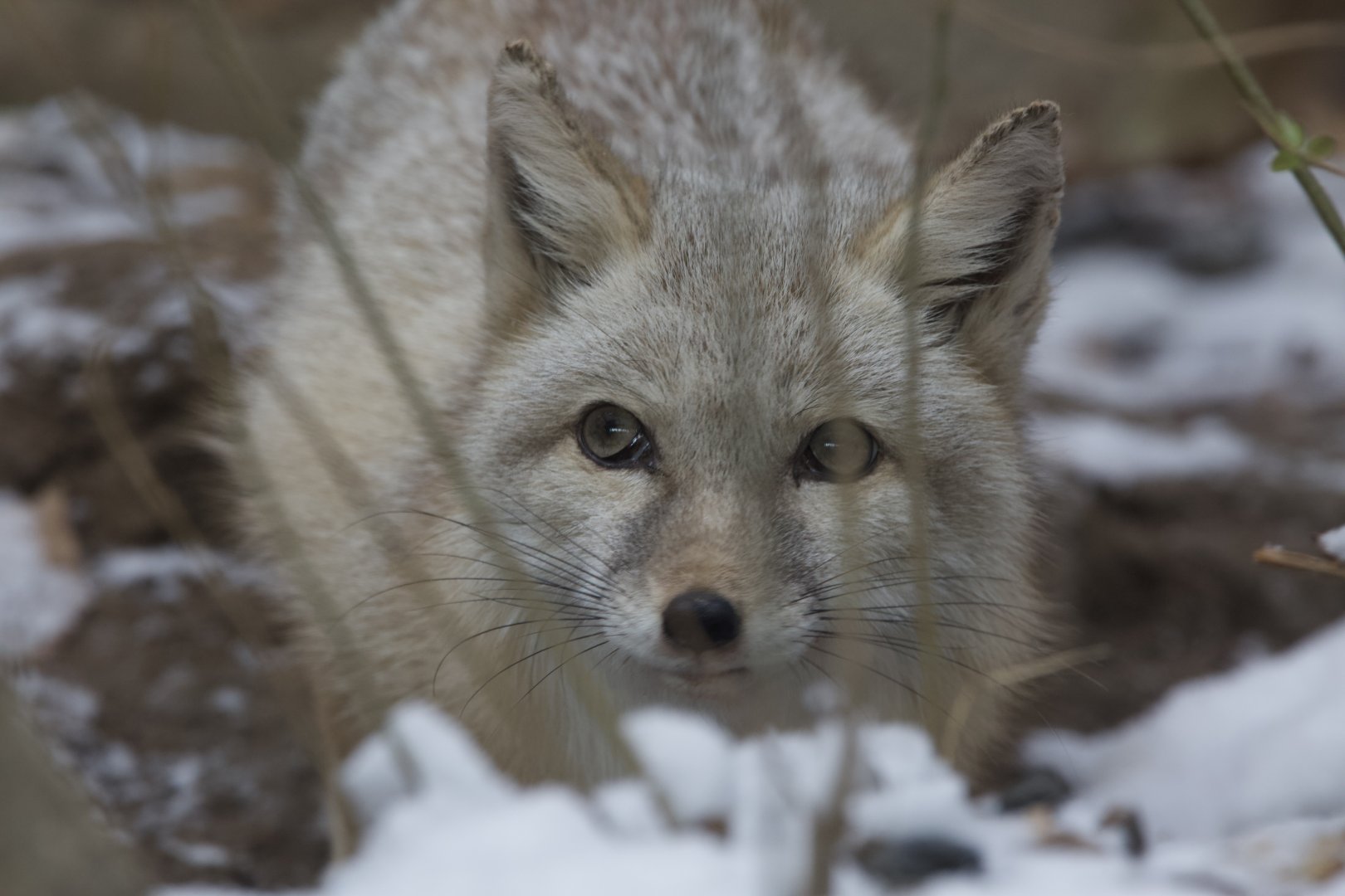 Corsac Fox/ Vulpes corsac