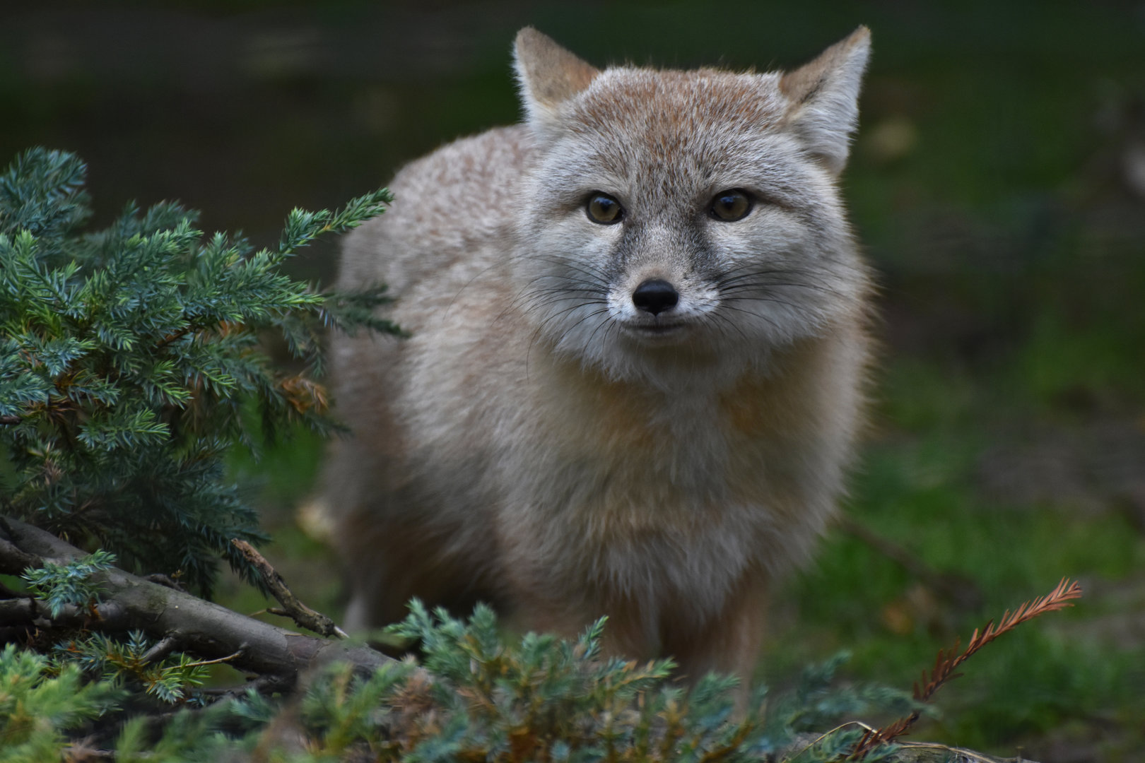 Corsac fox (Vulpes corsac)