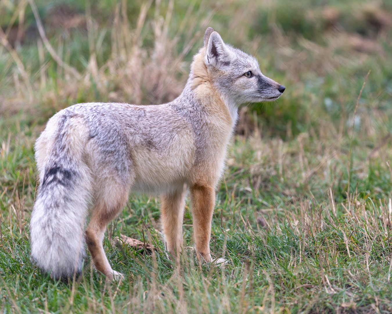 Corsac Fox - winter coat / Hamerton / 7-10-21