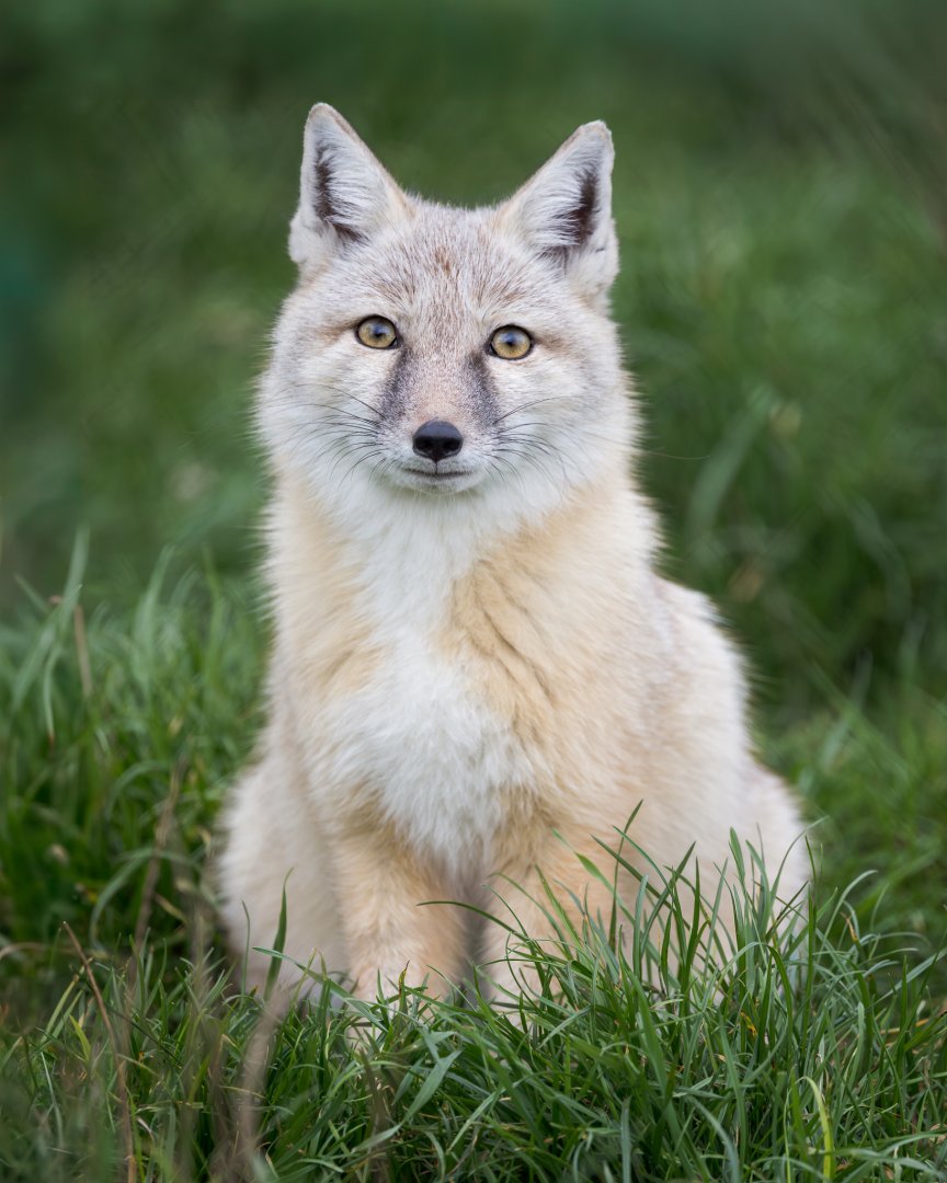 Corsac Fox - winter pelt / Hamerton / 23-10-24
