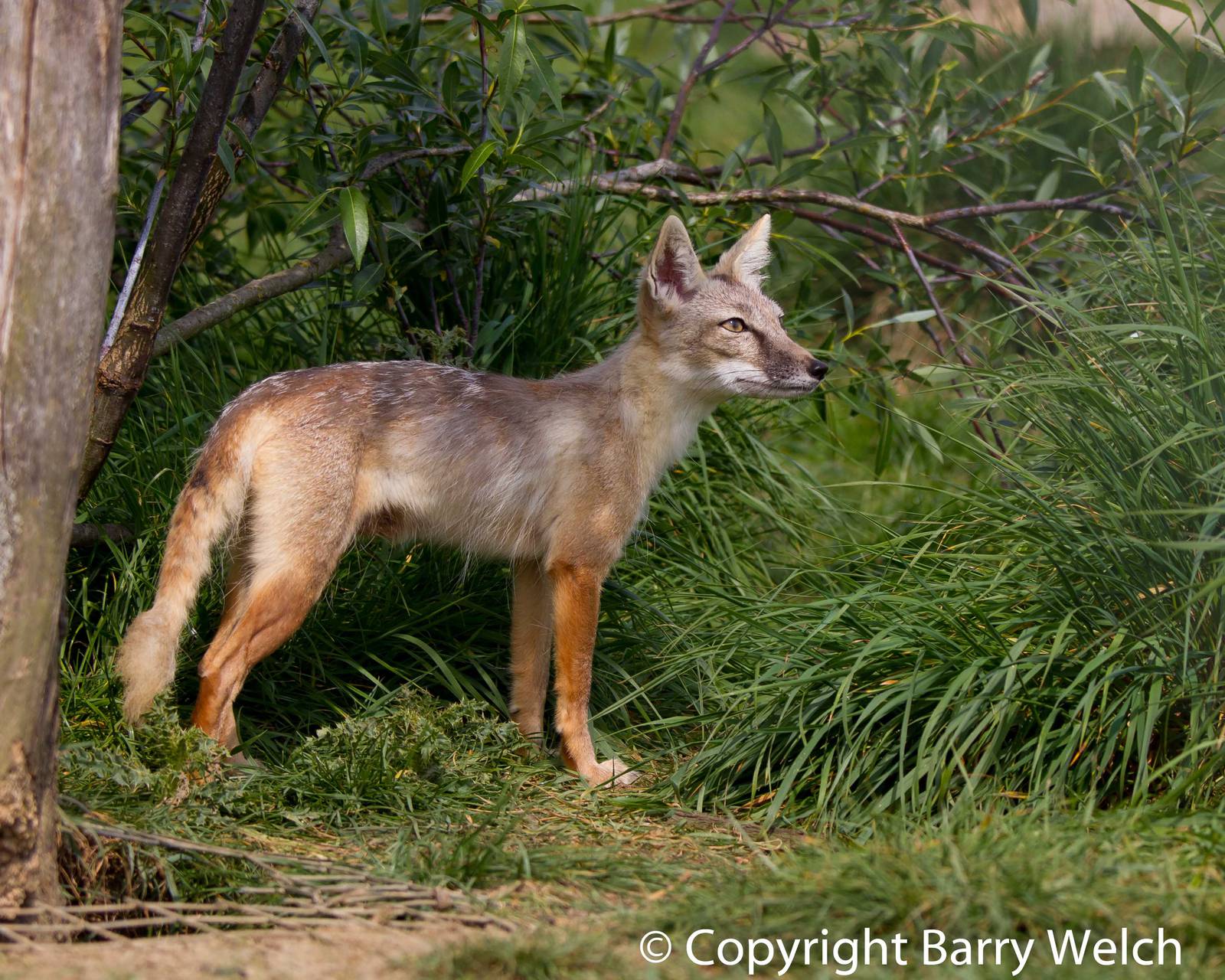 Corsac Fox