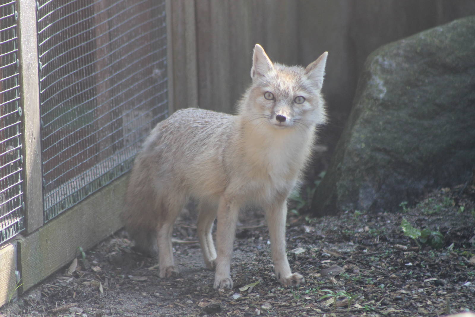 corsac fox