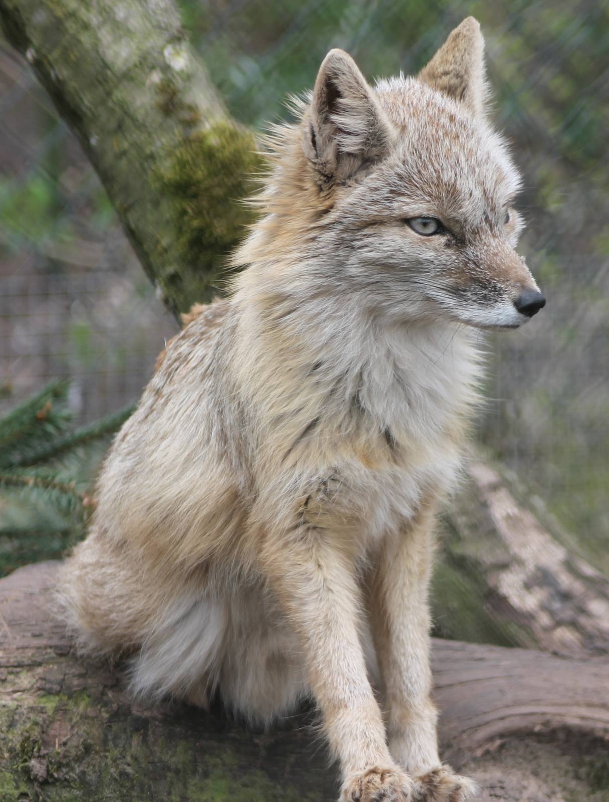 Corsac fox
