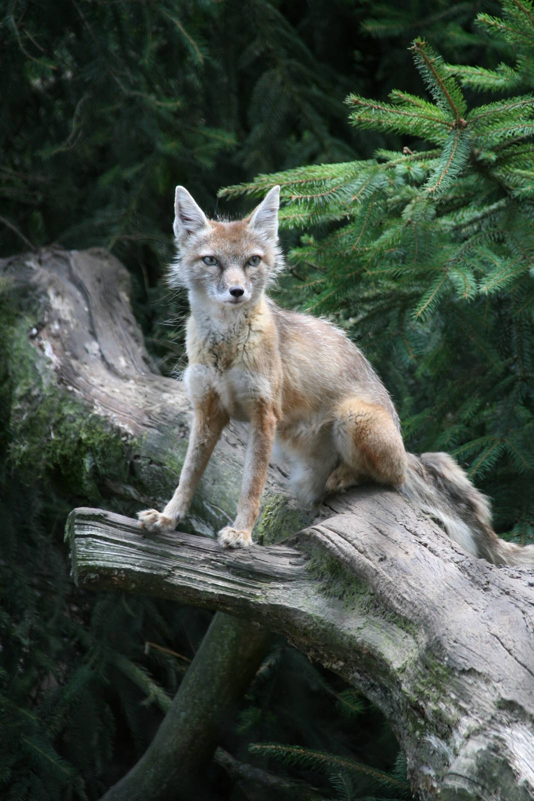 Corsac fox